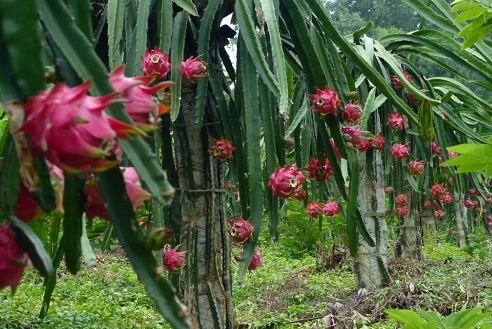 Kỹ thuật trồng c&acirc;y Thanh Long ruột đỏ