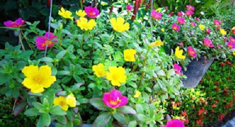 hoa mười giờ