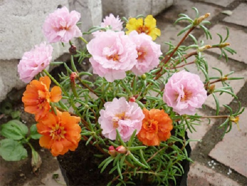 hoa mười giờ