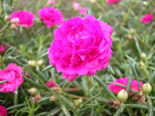 hoa mười giờ