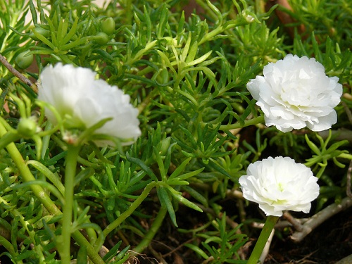 hoa mười giờ