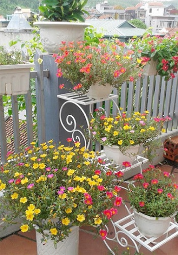 hoa mười giờ