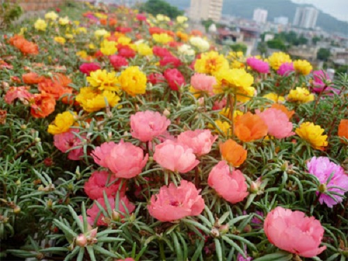 hoa mười giờ