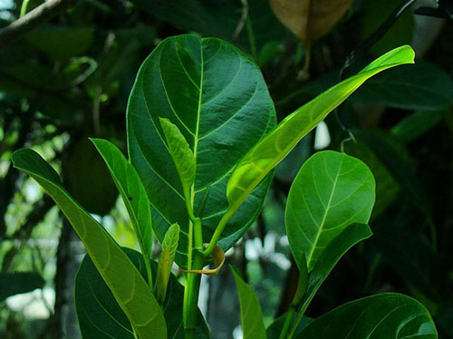 l&aacute; m&iacute;t trị cao huyết &aacute;p