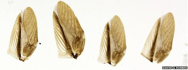 dế đột biến
