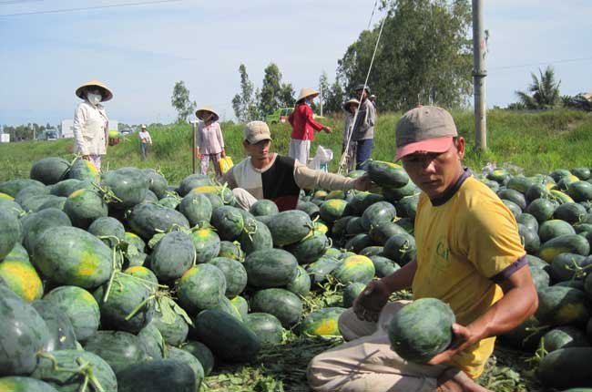 6 ha dưa hấu bị chết do ph&acirc;n b&oacute;n giả. Ảnh minh hoạ