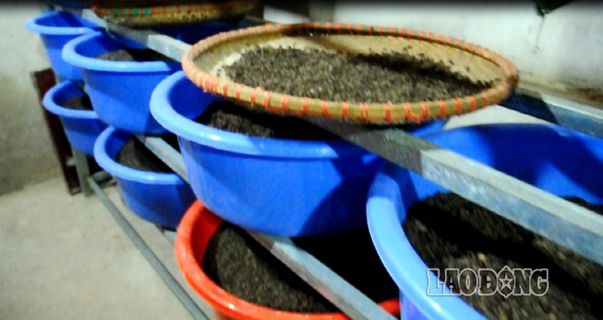 Số trứng gi&aacute;n đất được 