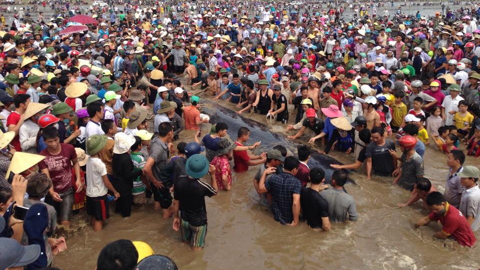 C&aacute; voi nặng 17 tấn, d&agrave;i 15m đang &lsquo;thoi th&oacute;p&rsquo; tr&ecirc;n bờ biển Nghệ An