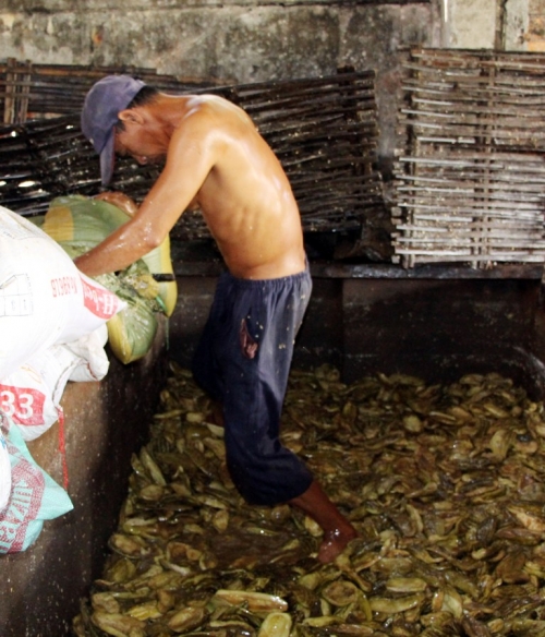 Tin tức trong ng&agrave;y: Gi&ograve;i b&ograve; l&uacute;c nh&uacute;c trong nước mắm bẩn