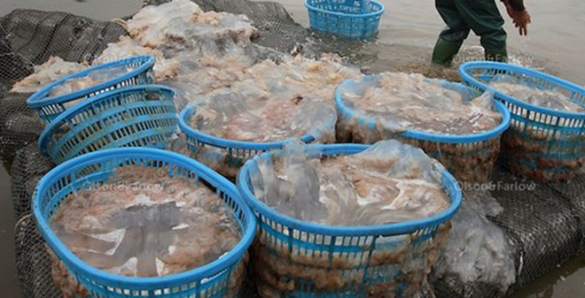 Thực phẩm bẩn nhất m&ugrave;a h&egrave;: Gi&ograve;i b&ograve; l&uacute;c nh&uacute;c trong nước mắm