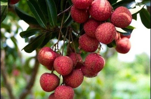 C&aacute;ch chọn vải ngon, kh&ocirc;ng bị s&acirc;u đầu