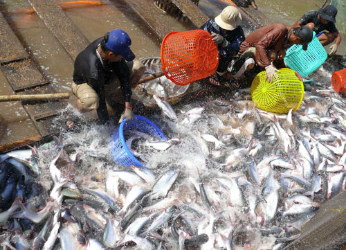 C&aacute;c quy tr&igrave;nh chuẩn trong việc chứng nhận ti&ecirc;u chuẩn VietGAP tại Việt Nam