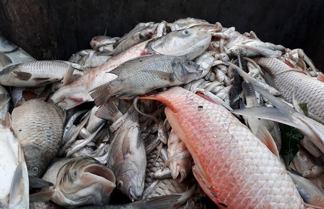 C&aacute;ch chọn c&aacute; tươi ngon, tr&aacute;nh c&aacute; chết 