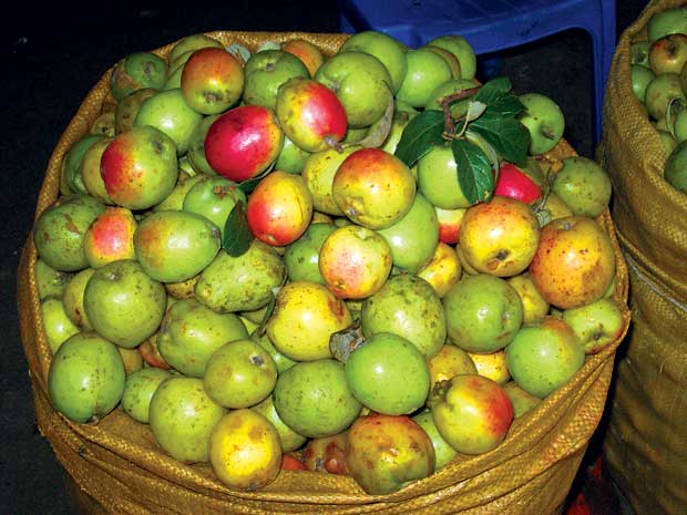 C&aacute;ch chọn t&aacute;o m&egrave;o &lsquo;xịn&rsquo; chuẩn nhất