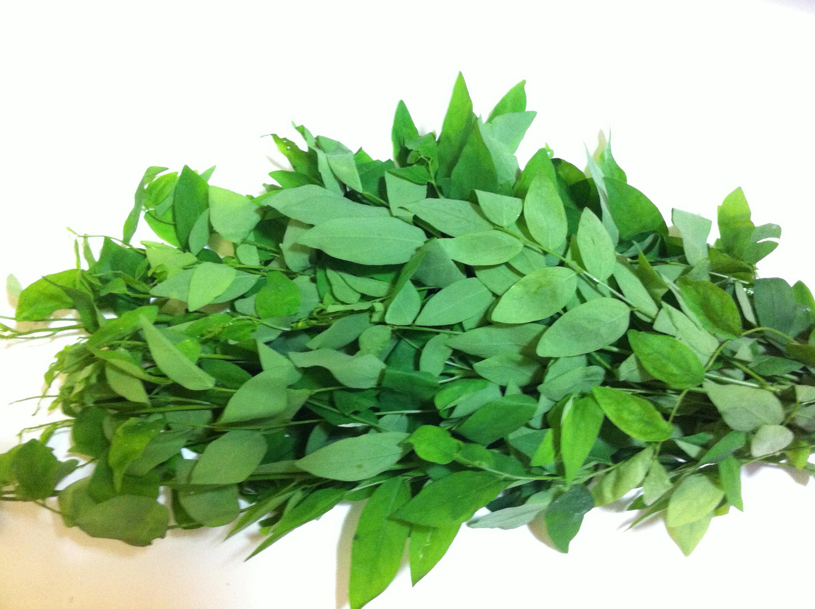 C&aacute;ch chọn rau ng&oacute;t sạch, tr&aacute;nh thuốc k&iacute;ch th&iacute;ch