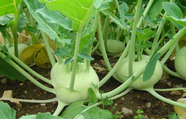 C&aacute;ch chọn rau củ tốt nhất cho m&ugrave;a đ&ocirc;ng