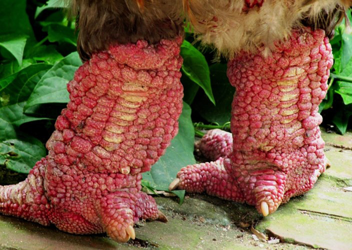 C&aacute;ch chọn g&agrave; Đ&ocirc;ng Tảo &lsquo;xịn&rsquo; cho Tết Đinh Dậu 2017