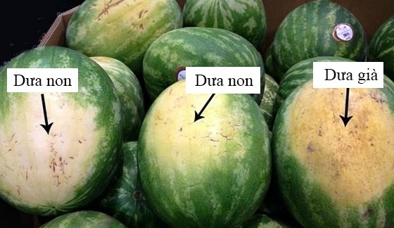 C&aacute;ch chọn dưa hấu ngon ngọt đơn giản nhất