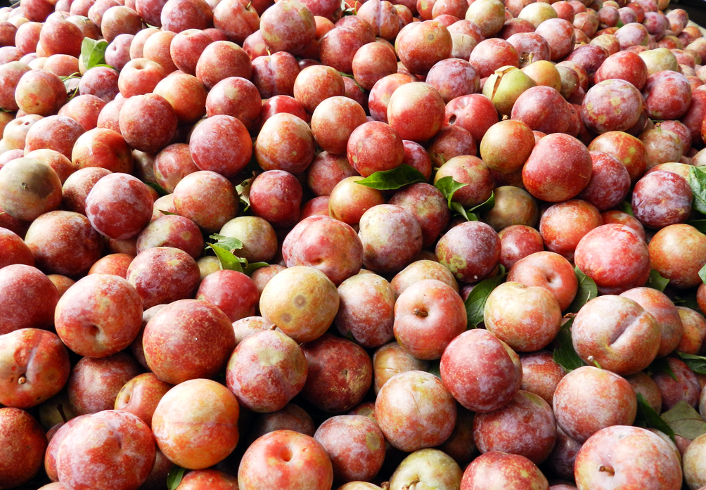 Mận Trung Quốc ăn ngọt, ruột mềm, nhũn hơn, khi để tủ lạnh thường bị nẫu ruột.