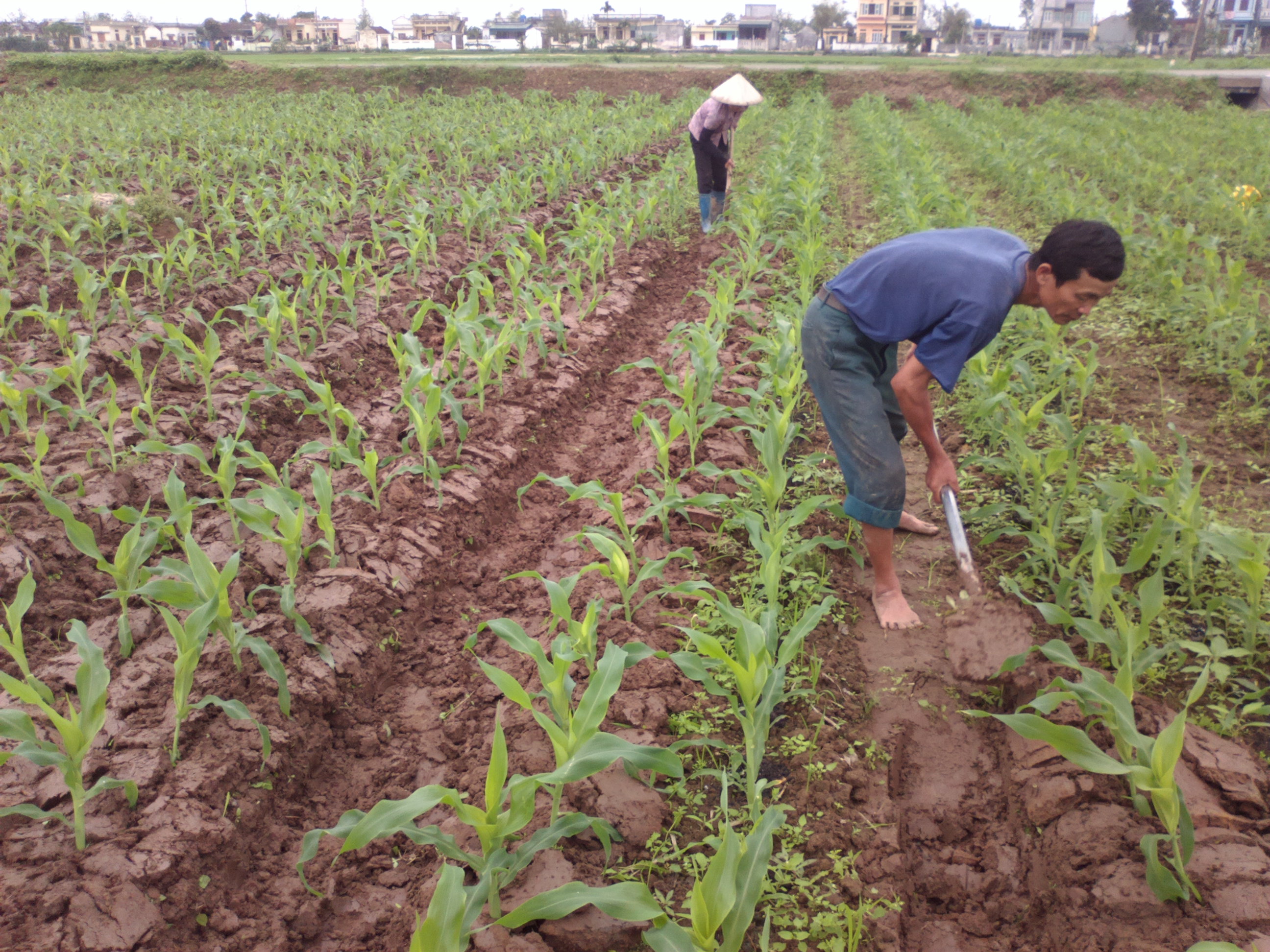 Th&aacute;i B&igrave;nh ph&aacute;t triển &lsquo;vượt bậc&rsquo; nhờ đẩy mạnh ứng dụng khoa học kỹ thuật 