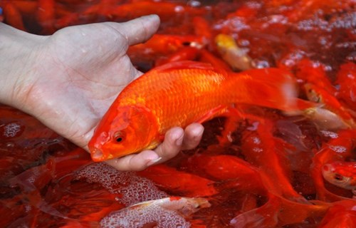 Đồ c&uacute;ng &ocirc;ng C&ocirc;ng &ocirc;ng T&aacute;o chuẩn nhất cần những g&igrave;?