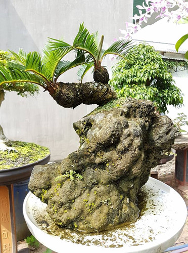 Ngắm vạn vạn tuế mini đang được người Việt &lsquo;săn l&ugrave;ng&rsquo; chơi Tết
