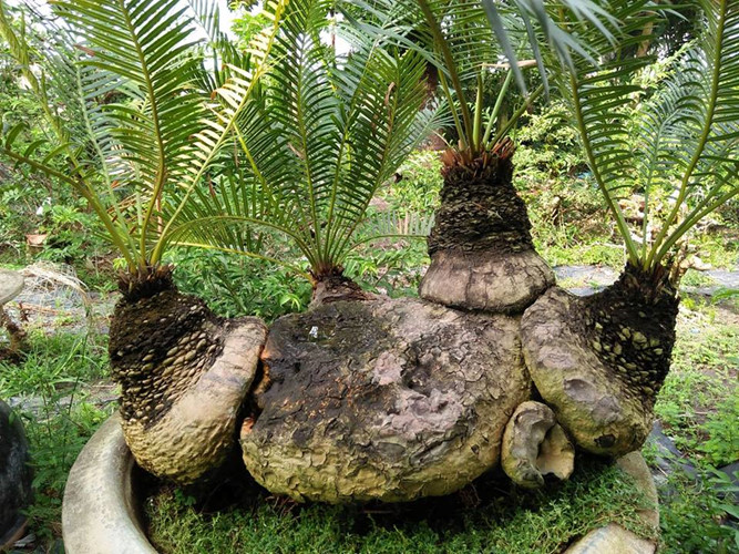 Ngắm vạn vạn tuế mini đang được người Việt &lsquo;săn l&ugrave;ng&rsquo; chơi Tết