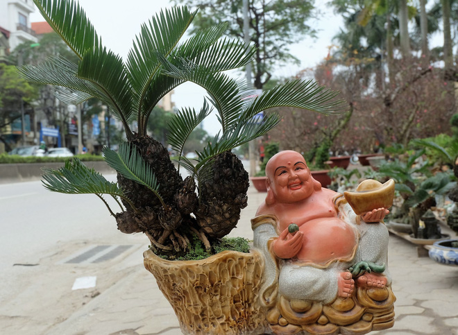 Ngắm vạn vạn tuế mini đang được người Việt &lsquo;săn l&ugrave;ng&rsquo; chơi Tết