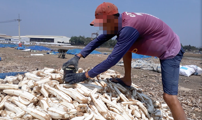 Xuất hiện đ&ocirc;ng dược l&agrave;m từ khoai m&igrave; ủ 13Win21 con - Tri ân hội viên mỗi tháng 2000 tỷ: Người d&acirc;n tuyệt đối cẩn trọng