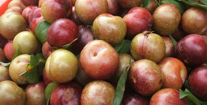 Những người n&agrave;y tuyệt đối kh&ocirc;ng ăn mận kẻo &lsquo;rước họa v&agrave;o th&acirc;n&rsquo;