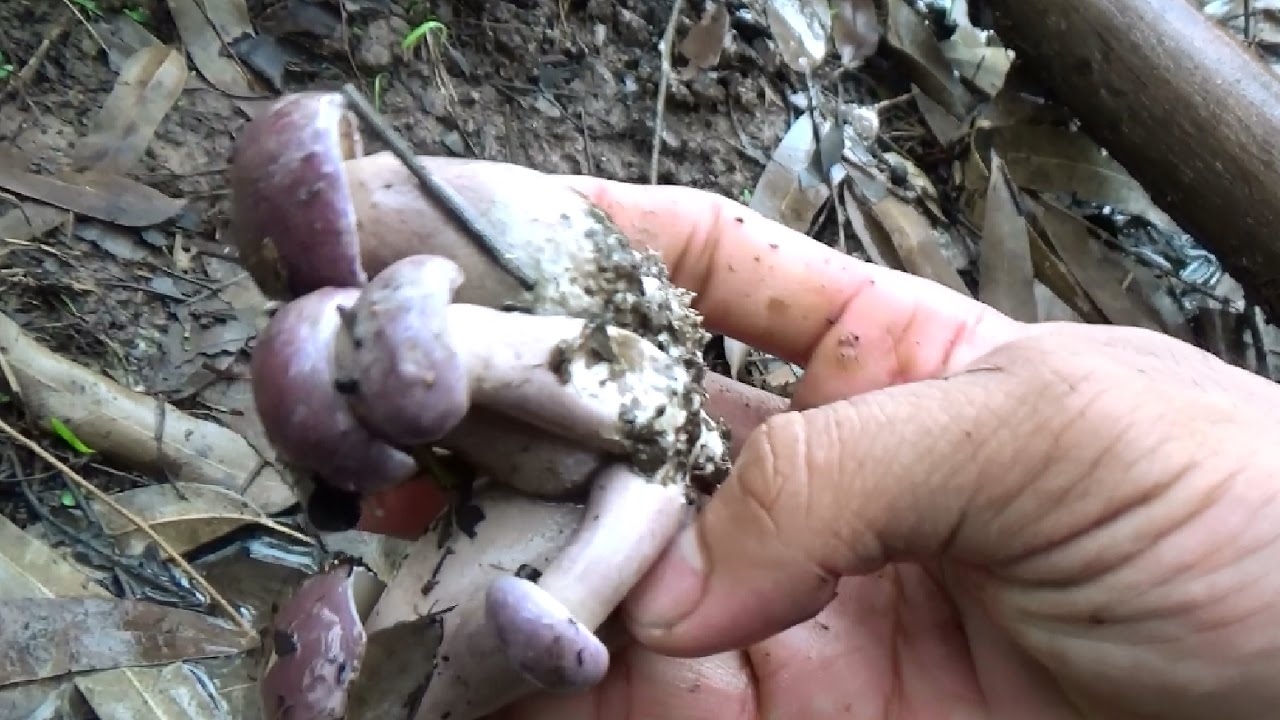 &lsquo;Ch&oacute;t&rsquo; ăn phải nấm độc cần l&agrave;m ngay những điều n&agrave;y để tr&aacute;nh mất mạng