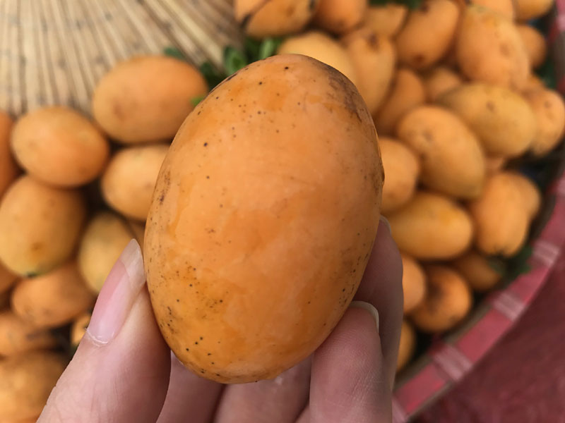 Giống hệt biwa Nhật nhưng gi&aacute; chỉ bằng 1/30, loại quả n&agrave;y đang &lsquo;g&acirc;y sốt&rsquo; 