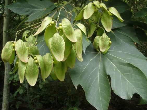 C&acirc;y ng&ocirc; đồng l&agrave; g&igrave; cần xử l&yacute; thế n&agrave;o khi bị ngộ độc hạt ng&ocirc; đồng?