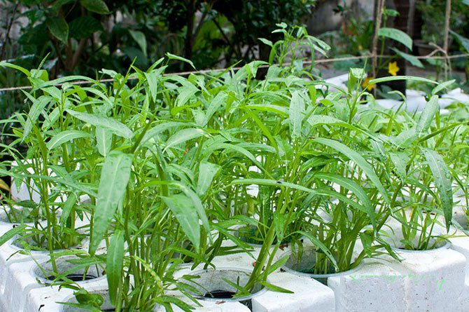 Những t&aacute;c hại &lsquo;chết người&rsquo; từ rau muống kh&ocirc;ng phải ai cũng biết