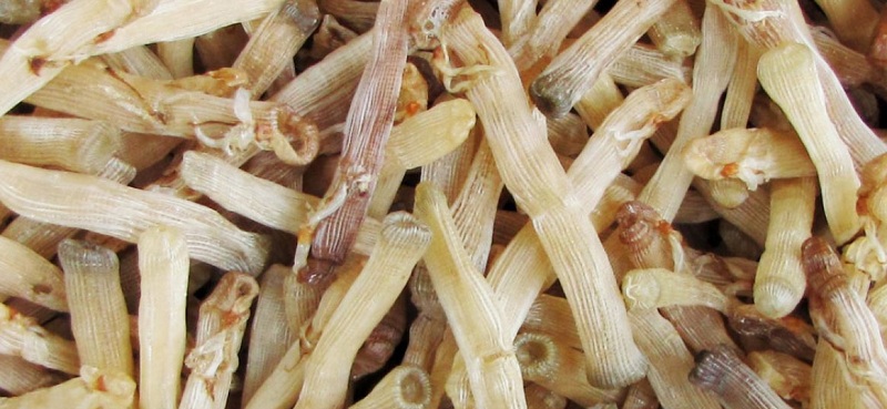 Kinh nghiệm du lịch đảo Quan Lạn tự t&uacute;c gi&aacute; chỉ dưới 1,5 triệu đồng
