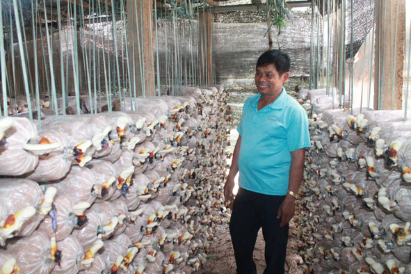 Đắk Lắk: N&acirc;ng cao năng suất nấm nhờ ứng dụng tiến bộ khoa học - c&ocirc;ng nghệ