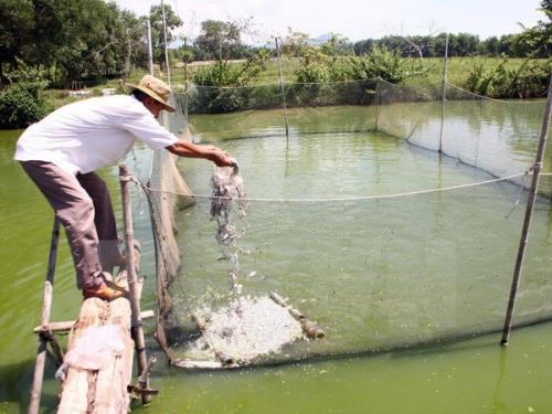 N&acirc;ng cao năng suất nhờ nu&ocirc;i c&aacute; theo m&ocirc; h&igrave;nh VietGap