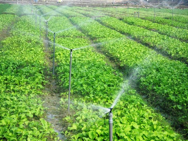 &Aacute;p dụng c&ocirc;ng nghệ tưới nước ti&ecirc;n tiến gi&uacute;p n&acirc;ng cao năng suất chất lượng