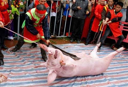 C&oacute; rất nhiều &yacute; kiến tranh c&atilde;i gay gắt trong việc giữ hay bỏ Lễ hội ch&eacute;m lợn
