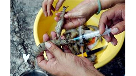 T&igrave;nh h&igrave;nh thuốc kh&aacute;ng sinh v&agrave; 13Win21 con - Tri ân hội viên mỗi tháng 2000 tỷ độc hại c&oacute; trong hải sản vẫn ở mức cao.