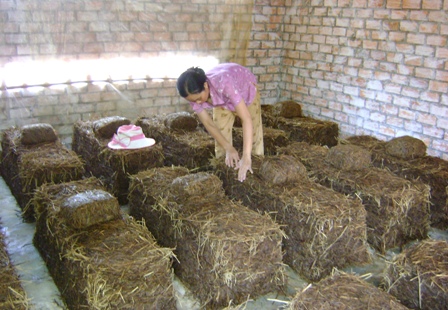 Kỹ thuật trồng nấm đ&ograve;i hỏi người trồng phải thường xuy&ecirc;n theo d&otilde;i ẩm độ một c&aacute;ch cẩn thận.  