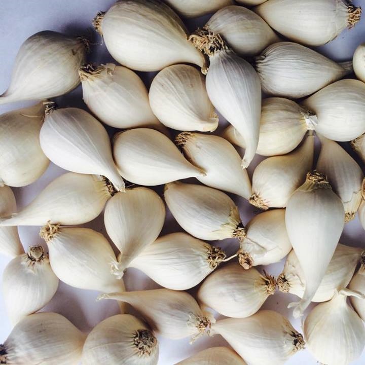 Kỹ thuật trồng tỏi c&ocirc; đơn rất dễ v&agrave; hiệu quả. 