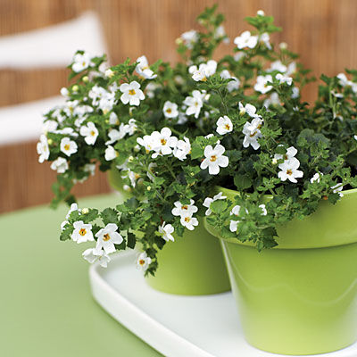 Kỹ thuật chọn chậu cho hoa phải ph&ugrave; hợp cho từng loại c&acirc;y