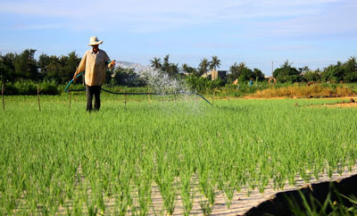 Kỹ thuật tưới nước cho tỏi cũng cần hết sức ch&uacute; &yacute; tới đủ ẩm để rễ ph&aacute;t triển . 