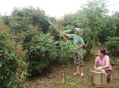 Kỹ thuật chăm s&oacute;c nh&atilde;n kh&aacute; cầu kỳ đ&ograve;i hỏi người trồng phải lu&ocirc;n theo d&otilde;i để ph&ograve;ng trừ s&acirc;u bệnh. Ảnh minh họa