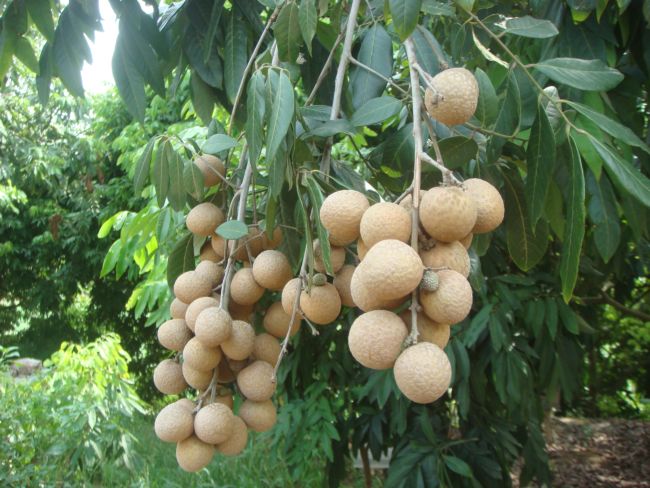 Kỹ thuật trồng nh&atilde;n đ&ograve;i hỏi phải c&oacute; kiến thức s&acirc;u rộng. Ảnh minh họa