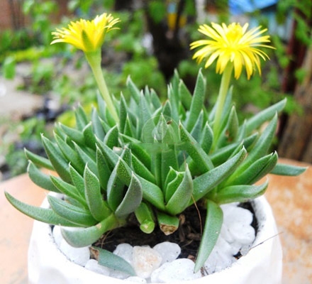 Kỹ thuật chăm s&oacute;c sen đ&aacute; kh&ocirc;ng qu&aacute; cầu kỳ nhưng vẫn cho bạn những chậu sen đẹp mắt quanh năm.