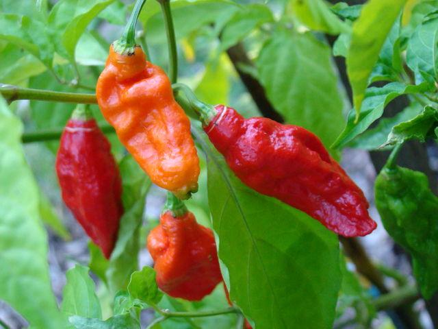  Cố t&igrave;nh ăn ớt ma đ&atilde; khiến người đ&agrave;n &ocirc;ng thủng ruột. 