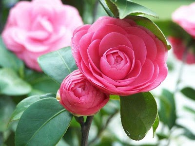 Hoa tr&agrave; l&agrave; lo&agrave;i c&acirc;y trồng rất kh&oacute; n&ecirc;n đ&ograve;i hỏi bạn phải ki&ecirc;n nhẫn.