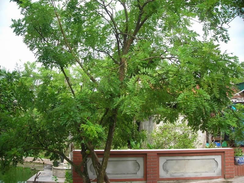 Hoa h&ograve;e l&agrave; c&acirc;y mang lại gi&aacute; trị Sòng Bài Trực Tuyến 13Win.com kh&aacute; cao nếu biết nắm vững kỹ thuật trồng